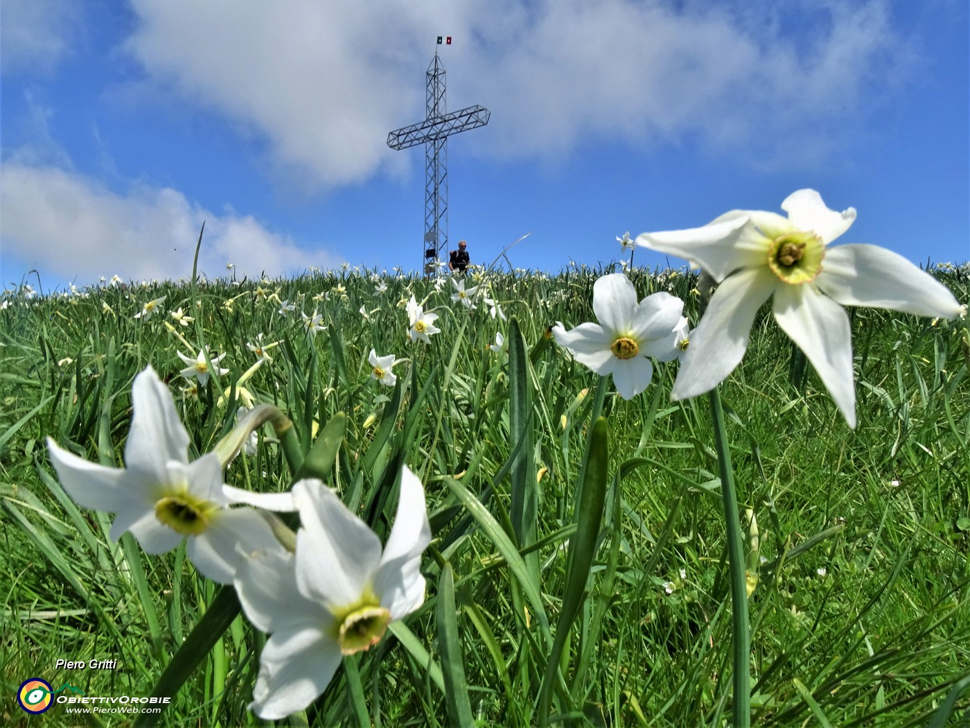 50 Distese di narcisi sul versante sud in vetta al Linzone.JPG